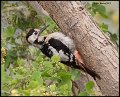 _9SB9348 syrian woodpecker